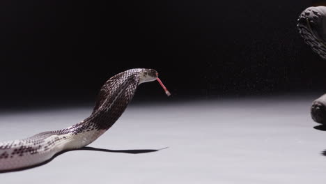 Spitting-cobra-spits-onto-man's-boot-at-night---slow-motion