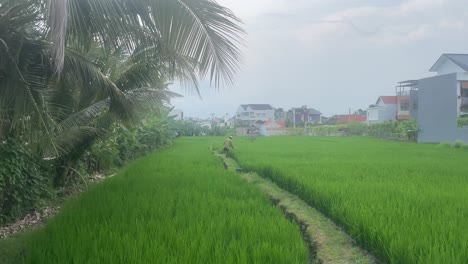 Hendheld-shot-as-an-old-man-working-on-a-rice-field-placed-between-building-s-in-a-city