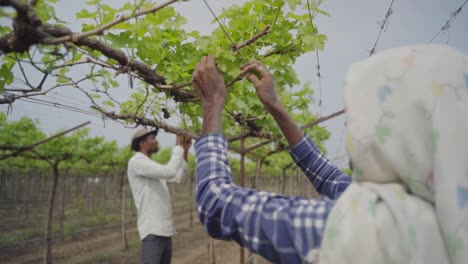 Farmers-sorting-unhealthy-grape-leaves-at-vineyard-in-Sahyadri