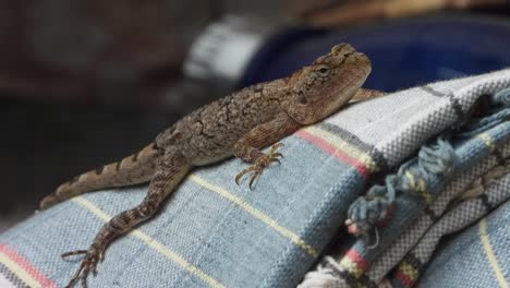 Lizard-relaxing-and-waiting-for-hunt-