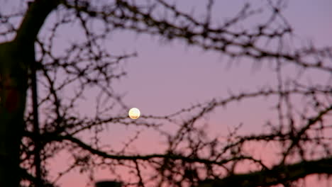 Tracking-left-shot-behind-gnarly-thorn-tree-of-full-moon-in-vivid-twilight-sky