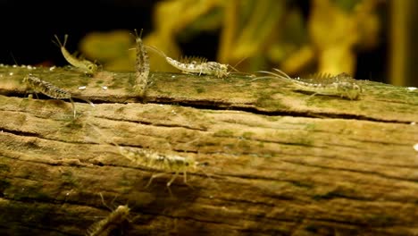 Mayfly-nymphs-feeding-on-a-log-in-a-wetland,-wide-view