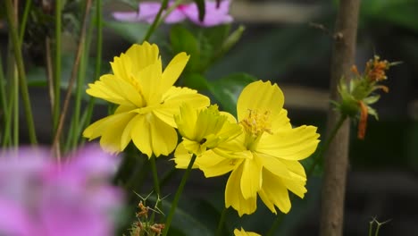 Beautiful-yellow-flowers-.-gold-