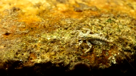 A-mayfly-nymph-scraping-brown-algae-from-a-rock-in-a-trout-stream