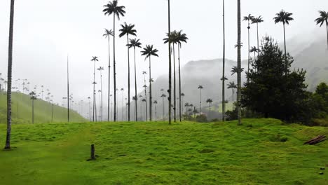 Low-aerial-shot-flying-towards-tall-wax-palm-trees-in-Cocora-Valley,-Colombia