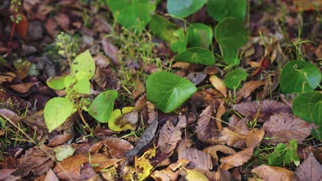 4K-Entzückende-Kleine-Waldkrabbe-Versteckt-Sich-Hinter-Blättern-Auf-Dem-Boden-In-Japan