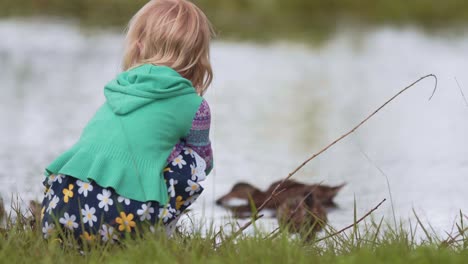 Closeup-of-Little-Girl-Sitting-and-Watching-Brown-Mallard-Ducks-Swim-in-a-Pond