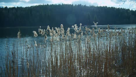 Many-Bulrush-Water-Plants-at-the-Lake-Shore-on-a-Sunny-day
