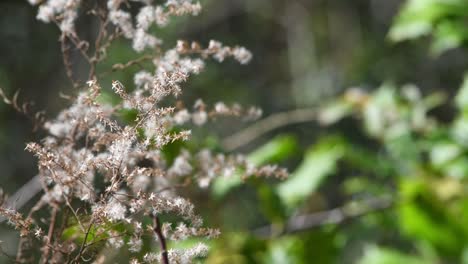 Goldenrod-plants-blowing-in-light-breeze-during-Florida-winter
