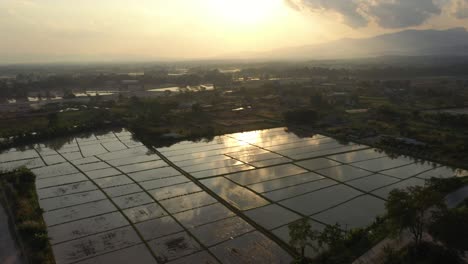 Aerial-drone-of-scenic-watery-rice-fields-with-sunset-reflection,-mountains-and-landscape-in-Chiang-Rai,-Thailand