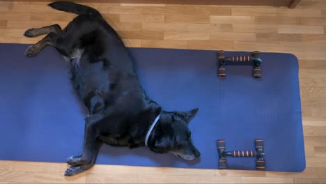 Bird's-eye-view-of-a-senior-black-Labrador-dog-reclining-on-a-blue-yoga-mat,-initially-designated-for-or-its-owner's-exercise