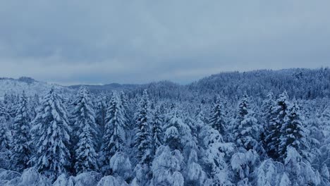 Snow-Covered-Spruce-Trees-In-The-Forest-Of-Indre-Fosen,-Norway-In-Winter---Drone-Shot