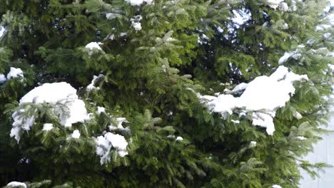 Zeitraffer-Der-Schneeschmelze-Im-Zeitigen-Frühjahr