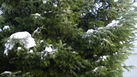 Un-Pequeño-Trozo-De-Nieve-Cae-De-Un-árbol-A-Principios-De-Primavera