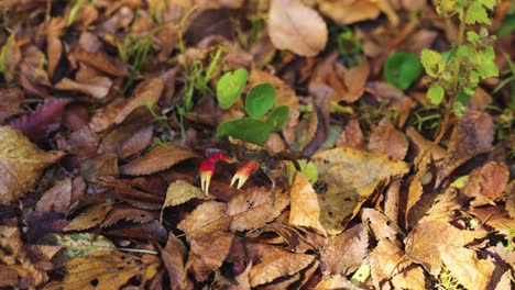 Japanische-Waldkrabbe-Klettert-über-Herbstblätter-4k