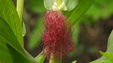 Cornflower-hair---seeds---leafs-