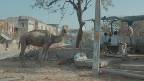 Ein-Einsames-Dromedar,-Das-An-Einer-Straße-In-Indien-Darauf-Wartet,-Touristen-Zu-Befördern