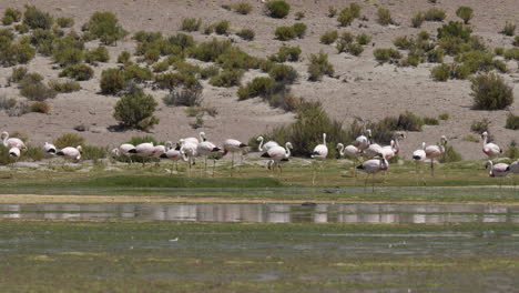 Eine-Gruppe-Rosafarbener-Flamingos-Versammelt-Sich-An-Einem-Beliebten-Zwischenstopp-Auf-Der-Reise-Zum-Uyuni-Salf-Flat-In-Der-Höhenlage-Des-Altiplano-In-Den-Anden-Boliviens