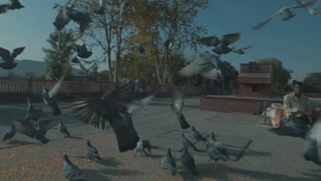 Pigeons-flying-away-after-being-scared-in-Mumbai,-India