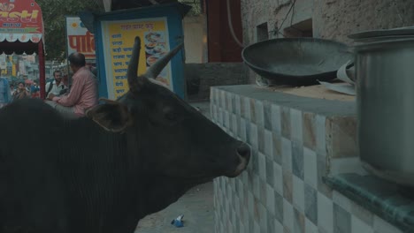 Gran-Vaca-Negra-En-Las-Calles-De-La-India-Parada-Afuera-De-Una-Tienda-En-El-Mercado-De-Alimentos-Buscando-Comida