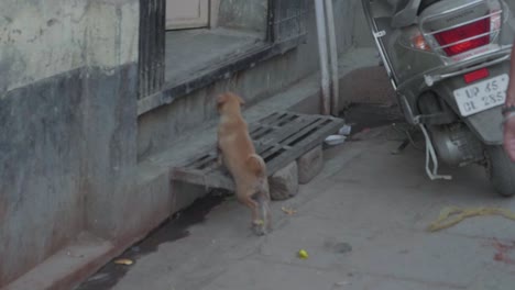 Lindo-Cachorro-Callejero-En-Las-Calles-De-La-India-Parado-En-Un-Escalón-Mirando-Dentro-De-Una-Casa