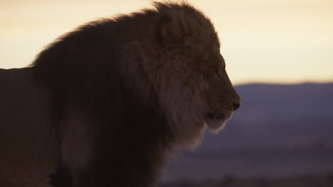 Majestic-lion-looks-away-from-the-camera