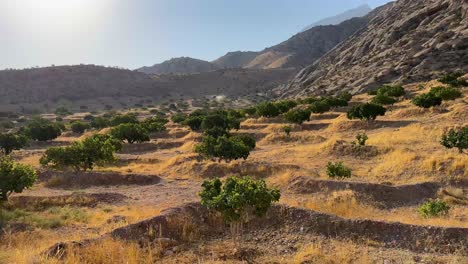 Scenic-view-of-fig-garden-in-middle-east-desert-climate-the-organic-wild-natural-rainfed-rain-water-irrigation-garden-dry-fruit-orchard-agriculture-product-land-mountain-landscape-panoramic-background