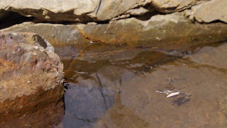 Skimmers-De-Agua-En-Piscina-Natural-En-El-Río-Clavey-En-California,-Estados-Unidos