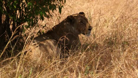 Lioness-Resting-In-The-Tall-Grass-In-Masai-Mara,-Kenya---Close-Up