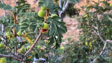 Wild-fruit-in-the-mountain-the-red-ripe-tart-taste-sweet-fig-in-iconic-natural-attraction-in-iran-desert-climate-natural-forest-countryside-the-road-trip-in-to-the-wild-in-summer-season-delicious