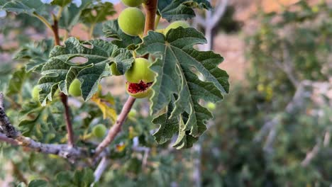 Close-up-shot-from-a-ripe-sweet-delicious-red-fig-rare-green-skill-red-inside-wild-fruit-in-mountain-in-estahban-iran-natural-wonderful-iconic-peaceful-landscape-the-green-leaf-mature-tree-in-summer