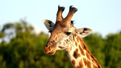 Close-Up-Of-Giraffe's-Head-Chewing