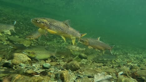 Atlantic-Salmon-and-Trout-swim-slowly-upstream-river,-gets-scared---Underwater-river-Norway