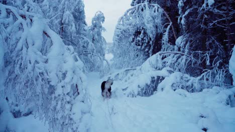 Perro-Malamute-De-Alaska-Caminando-En-Un-Bosque-Nevado-Durante-El-Invierno---Ancho