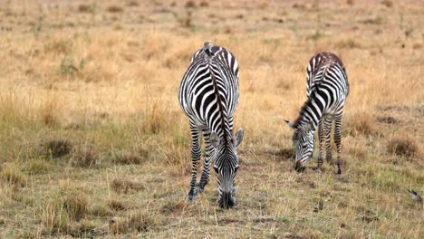 Wild-African-Zebras-Graze-In-The-Grass-In-Masai-Mara,-Kenya---Wide-Shot