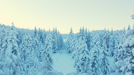Volando-A-Través-De-Un-Bosque-Cubierto-De-Nieve-Durante-El-Invierno-En-Noruega---Disparo-De-Un-Dron