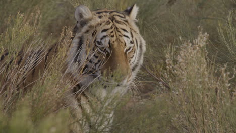 Tigre-Vibrante-Mirando-Alrededor-De-La-Jungla