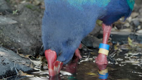 Pájaro-Takahe-De-La-Isla-Sur-Con-Banda-En-La-Pierna-Bebiendo-En-El-Río
