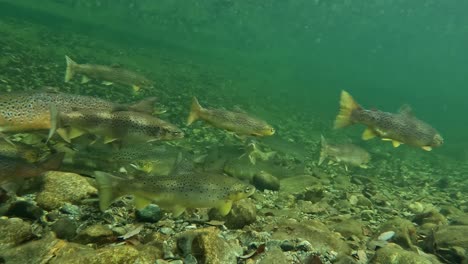 Huge-flock-of-Wild-Atlantic-Salmon-and-Trout-coming-into-frame-from-left,-underwater-river