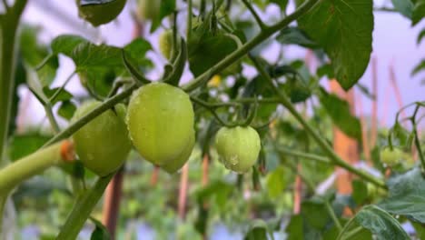 Fresh-green-tomato-on-the-plant-in-the-plantation