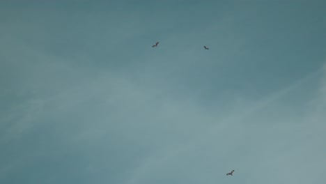 Pájaros-En-El-Cielo-Azul-Claro,-Atmósfera-Serena-Y-Pacífica,-Luz-Del-Día