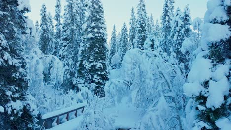 Bosque-Cubierto-De-Nieve-Espesa-Durante-El-Invierno-En-Noruega---Disparo-De-Drone