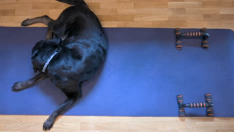 Bird's-eye-view-capturing-a-serene-moment-with-a-senior-black-Labrador-reclining-on-a-blue-yoga-mat,-contentedly-grooming-her-fur,-skin,-and-legs