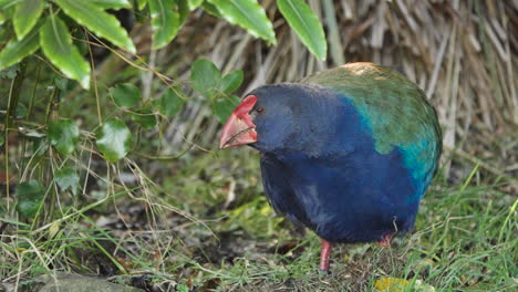 Close-Up-Of-Endangered-Takahe-Swamphen-On-A-Windy-Day