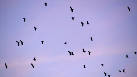 Flock-of-birds-flying-against-twilight-sky,-scattered-formation