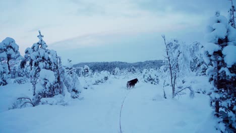 Alaskan-Malamute-Pet-Dog-Walking-In-The-Forest-Covered-With-Snow-In-Winter---Wide-Shot