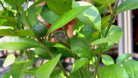 Grüne-Raupenkokons-Auf-Orangefarbenen-Pflanzen