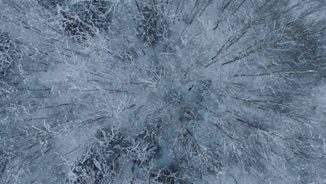 Luftaufnahme-Von-Europäischen-Rehen,-Die-Auf-Dem-Schneebedeckten-Wald-Laufen,-Bewölkter-Wintertag,-Weite-Drohnenaufnahme-Aus-Der-Vogelperspektive,-Die-Sich-Vorwärts-Bewegt