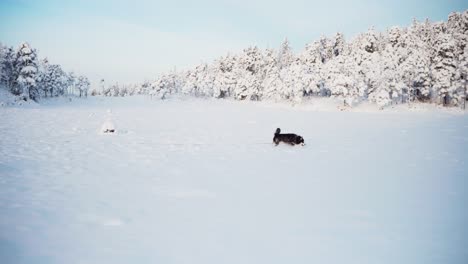 Alaskan-Malamute-Hund-Spielt-In-Verschneiter-Landschaft---Kamerafahrt