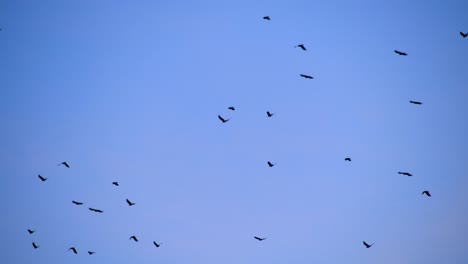 Flock-of-birds-soaring-against-a-twilight-sky-in-Vancouver